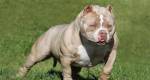  Quatro filhotes de cães da raça American Bully são furtados
