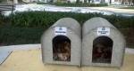 Animais abandonados ganham moradia gratuita em Santa Catarina