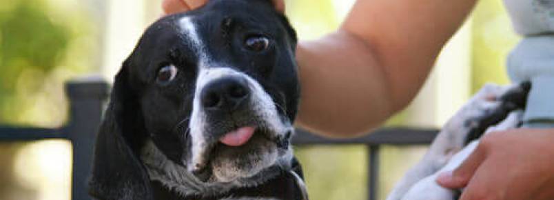 Ajude o seu cão a vencer o medo de relâmpagos