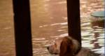 Equipe resgata cachorro que foi abandonado durante enchente