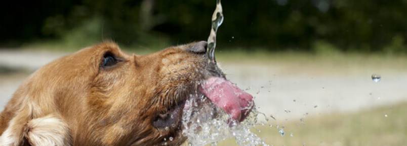 Por que é tão importante a hidratação do seu animal de estimação?