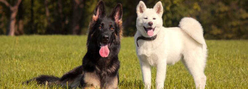 Como saber se um cão gosta de outro?