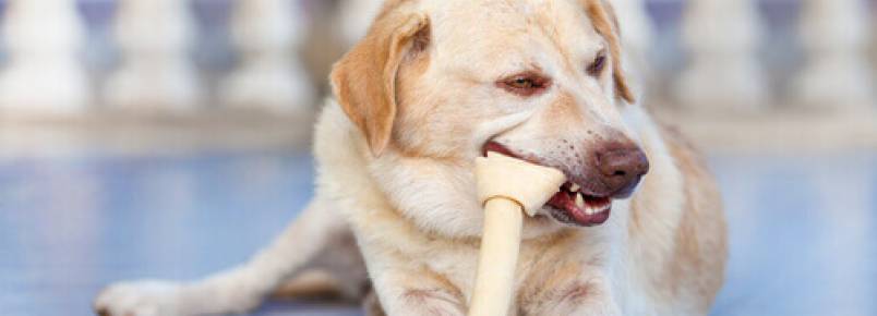 Como a comida afeta os dentes do seu cão?