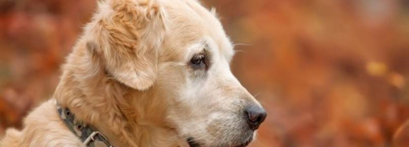 Cães também podem sofrer de Alzheimer
