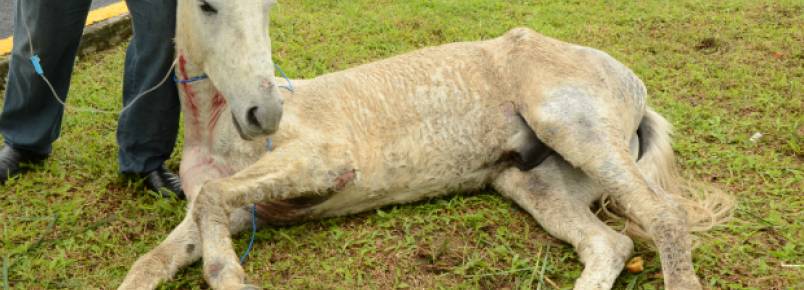Cavalo ferido é resgatado na Agamenon Magalhães