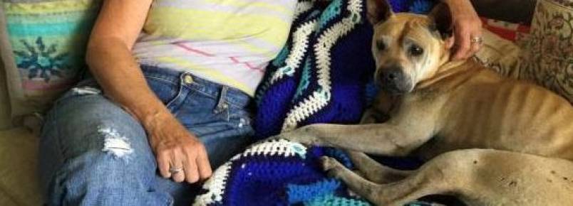 Cachorra perdida percorreu mais de 50 km até encontrar sua casa