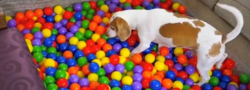 Beagle ganha o melhor e mais divertido presente de aniversrio