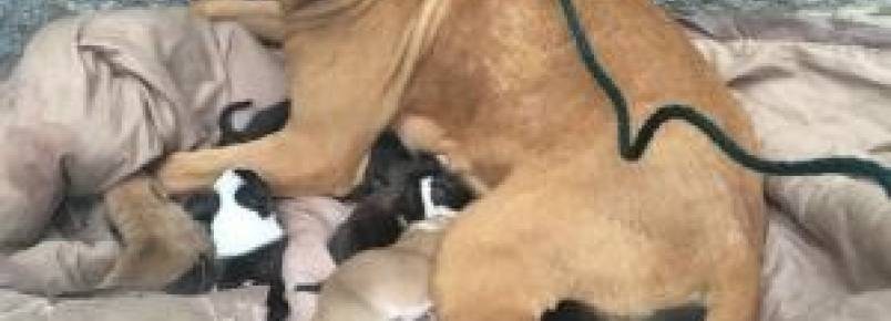 Mame Pit Bull e seus filhotes recm-nascidos so abandonados na frente de um abrigo