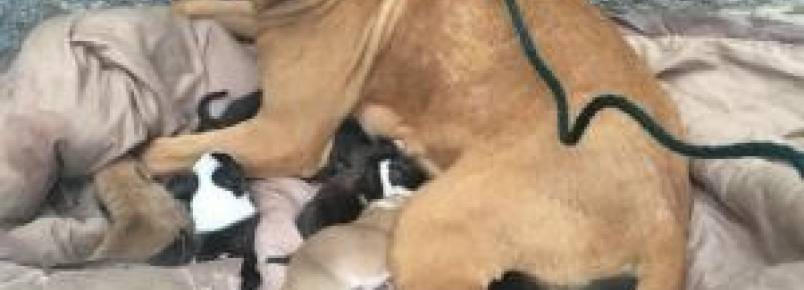 Mamãe Pit Bull e seus filhotes recém-nascidos são abandonados na frente de um abrigo
