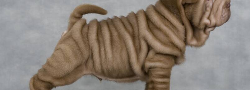 Por que os cães shar-pei têm tantas rugas?