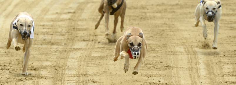 Nova Gales do Sul é o primeiro Estado australiano a proibir corridas de galgos