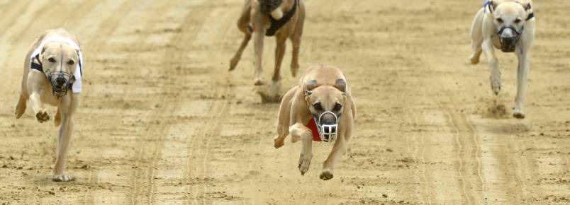 Nova Gales do Sul  o primeiro Estado australiano a proibir corridas de galgos