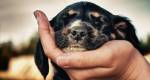 Pets cegos existem e precisam de cuidados