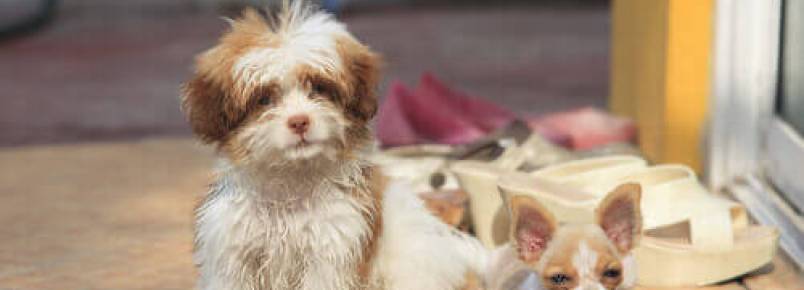 O que fazer se meu cão morde e quebra os objetos de casa?