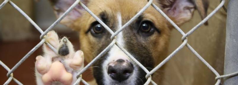 Aps polmica, Conselho suspende multa a veterinrio que atendia animais de rua