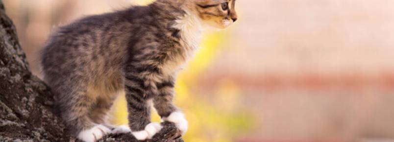 Por que os gatos caem sempre de pé?