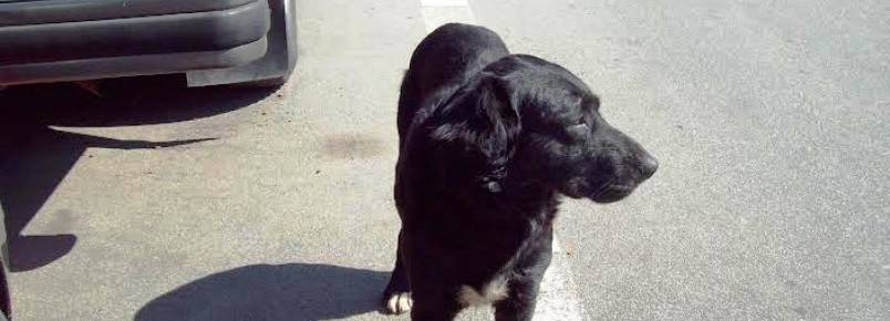 Cães abandonados procuram novos lares na Freguesia do Ó (SP)