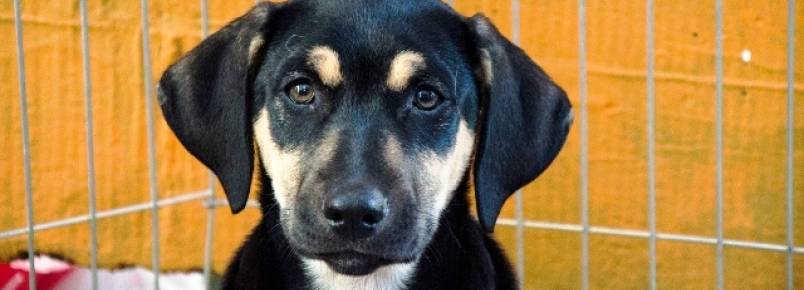 Grupo Animalia realiza feira de adoção de animais em Curitiba (PR)