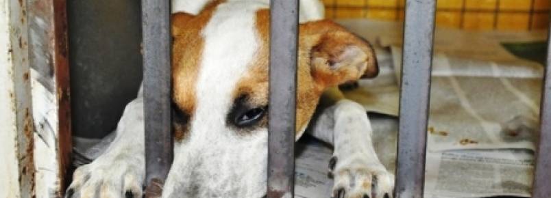 Prefeitura recebe mais de 2500 denúncias de maus tratos a animais por ano