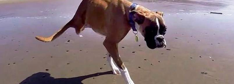 Cão que teve patas traseiras removidas se recusa andar em cadeira de rodas e se torna fonte de inspiração