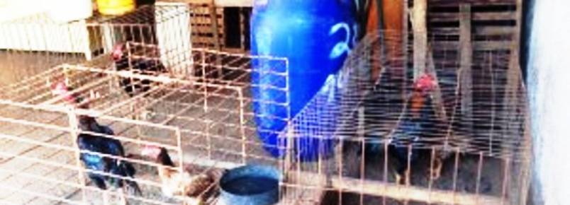 Criador de galos de briga é multado em R$ 26 mil por maltratar animais