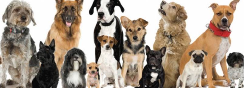 Vem aí: 6º Encontro de Cães de Itabira