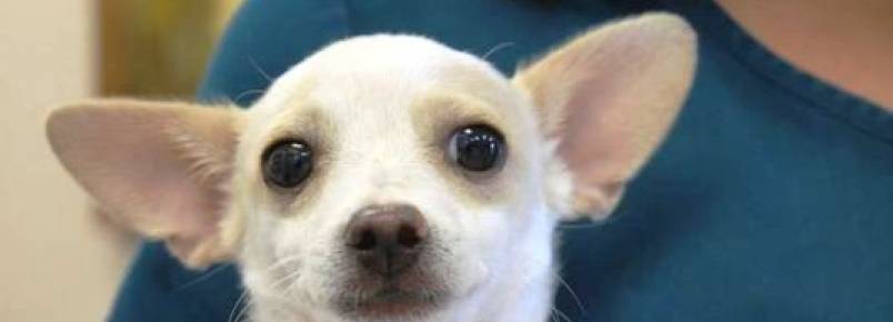 Cachorrinho é roubado em feira de adoção