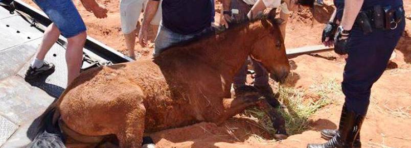 GCM e populares resgatam cavalo picado por cobra, em Botucatu