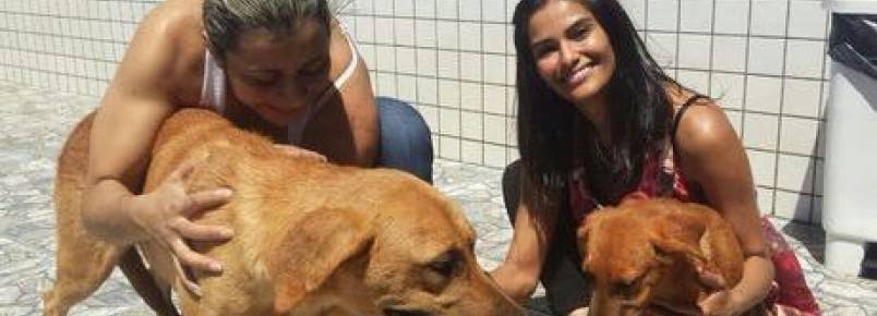 Cadela agredida no Núcle Bandeirante é resgatada por protetoras independentes