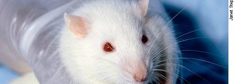Proposta probe uso de animais em pesquisa de produtos cosmticos