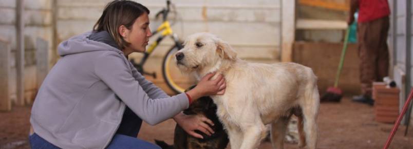 ONG pede “socorro” para cuidar de 355 animais de rua