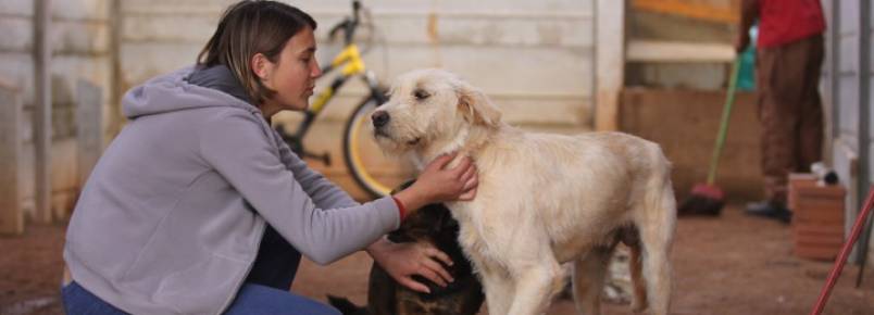 ONG pede socorro para cuidar de 355 animais de rua