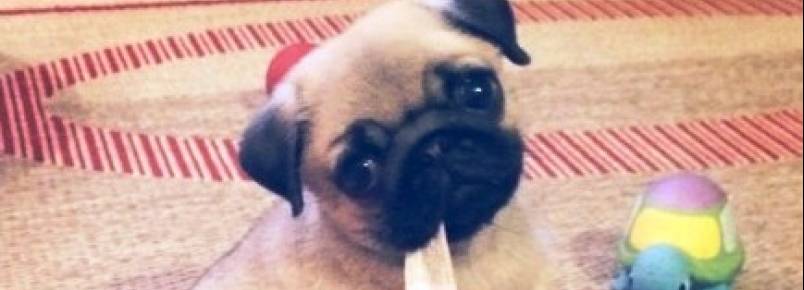 filhote de pug é sucesso no Instagram