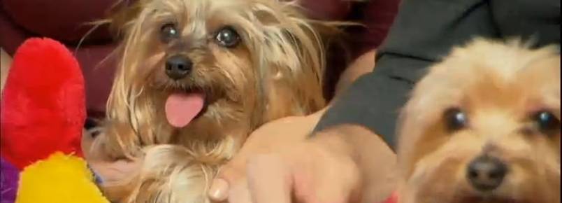 Especialista alerta para os riscos da humanização dos pets