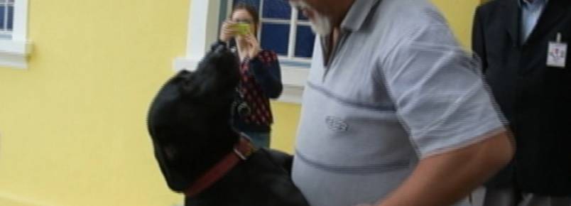 Cão fica uma semana na porta do hospital à espera do dono