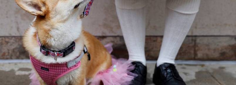 Conheça as curiosidades do corgi, a raça dos cães da rainha Elizabeth 2ª