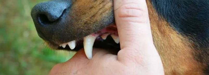 Dente de cachorro caiu – O que fazer?
