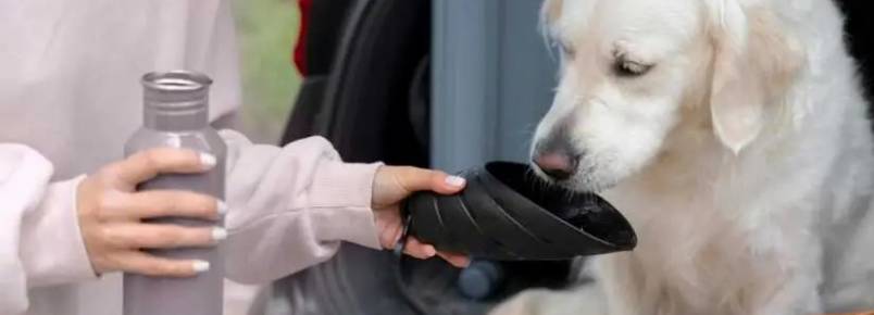 Como fazer soro caseiro para cachorro – Receita e quais situações administrar