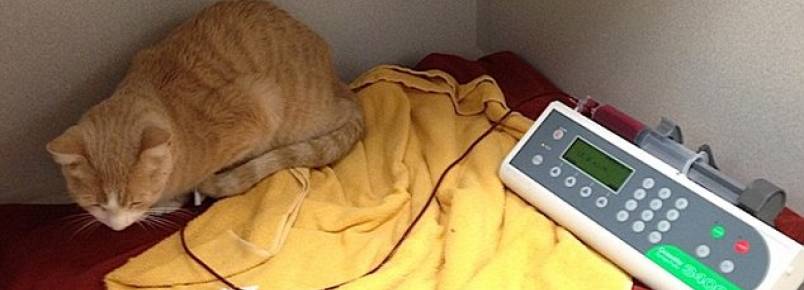 Cão salva vida de gato doando sangue ao felino