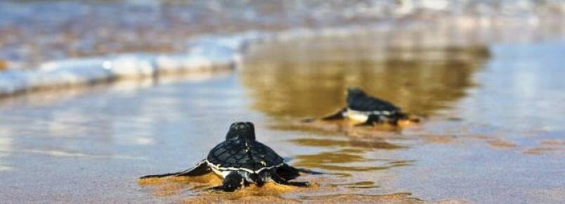 Projeto Tamar protege 2 milhões de tartarugas em oito estados