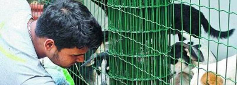 Animais terão mais proteção em Belo Horizonte (MG)