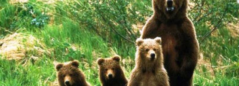Movimento Rewilding quer criar condições para regresso de ursos e abutres a Portugal