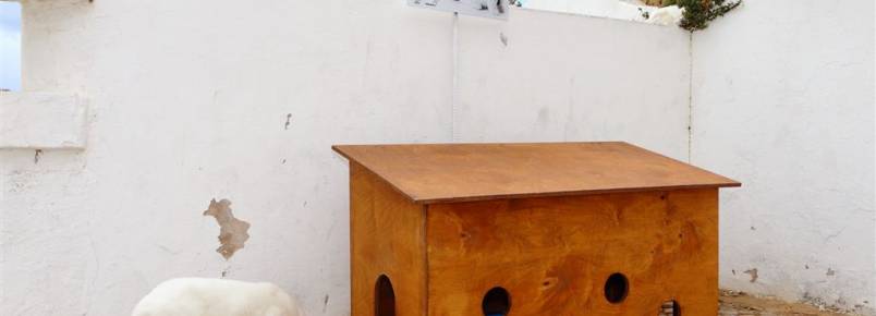 Albufeira instala abrigos de madeira para acolher colnias de gatos