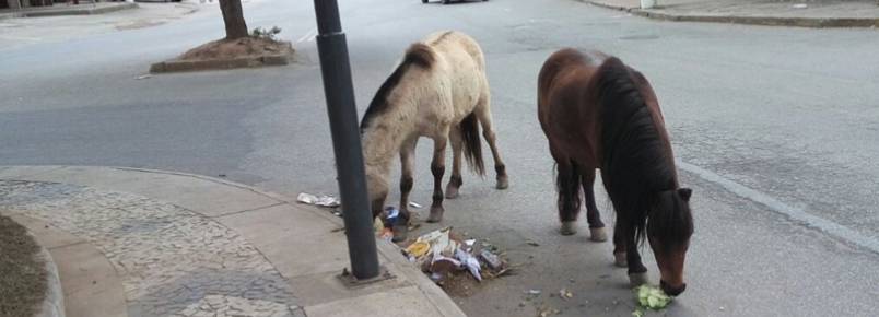  Moradores de Nogueira denunciam maus tratos aos cavalos da regio