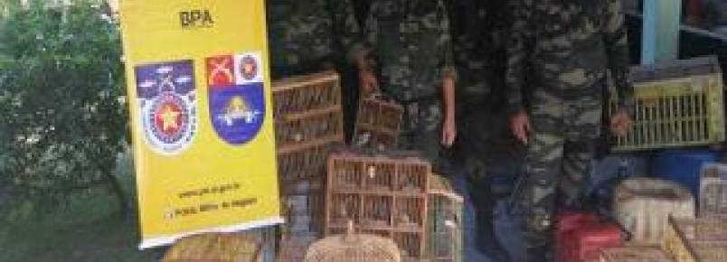 Operação do BPA resgata dezenas de animais silvestres na grande Maceió