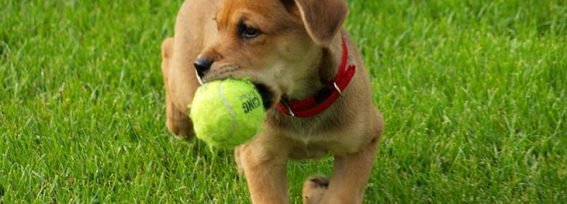 Pesquisa revela as 10 atividades preferidas dos cães