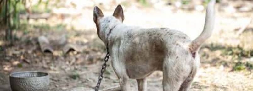 Manter um cachorro acorrentado não é saudável