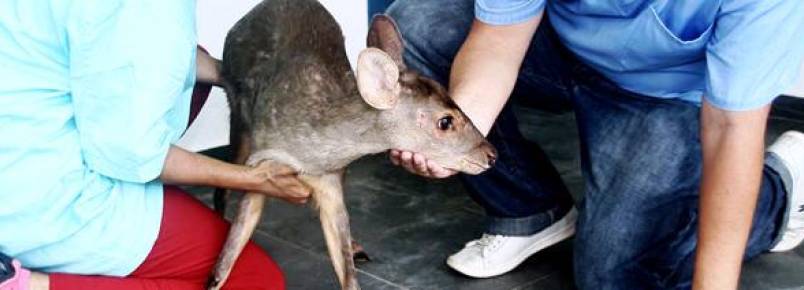 Após resgate, animal silvestre recebe atendimento na Zoonoses de Peruíbe