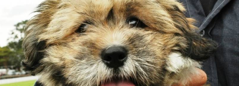 Estudo comprova que donos de animais são mais felizes