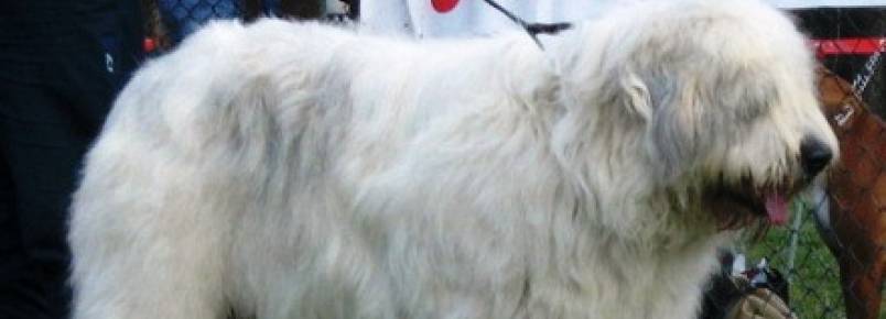 Cão Pastor Romeno Miorítico